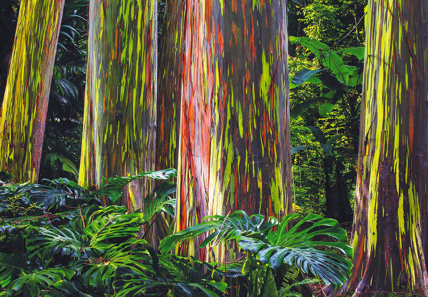 The Wild West of Ayahuasca 89 Rainbow Eucalyptus Trees Hawaii 1