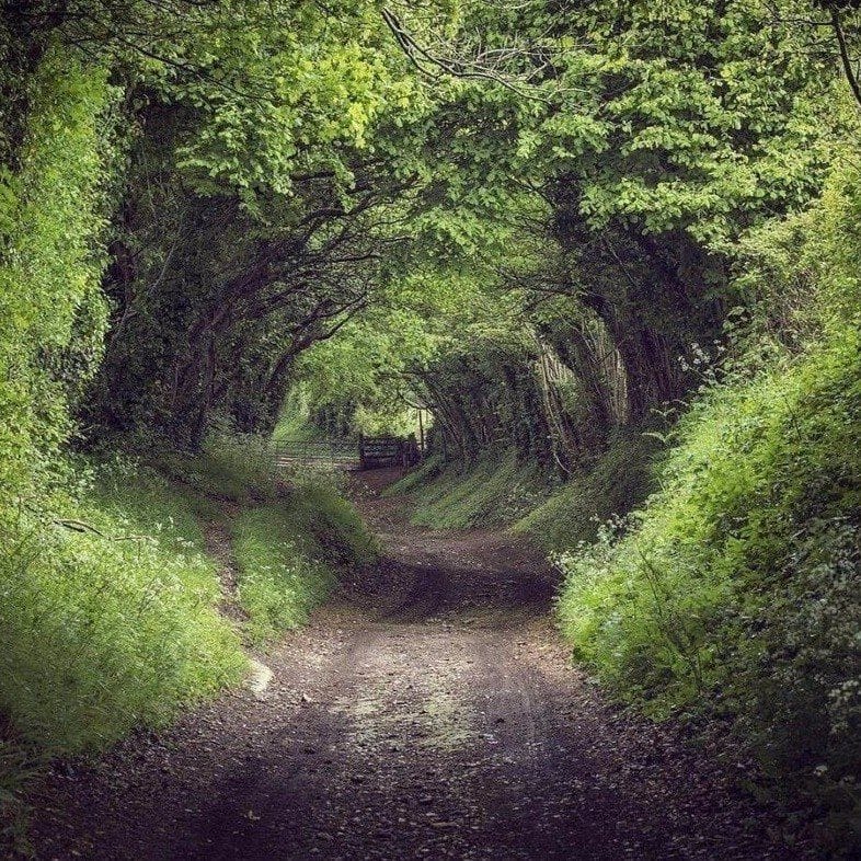 The Wild West of Ayahuasca 90 Roads 32