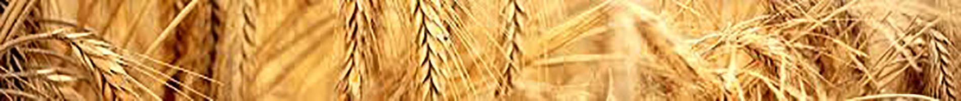 Headers Gallery 1304 Narrow Nature Images 13