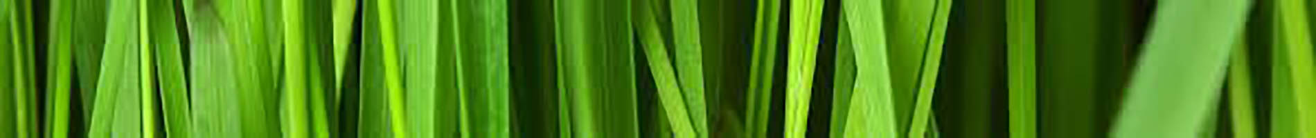 Headers Gallery 1303 Narrow Nature Images 46