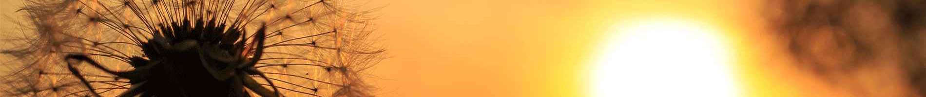 Headers Gallery 1300 Narrow Nature Lowenzann Gegenlicht
