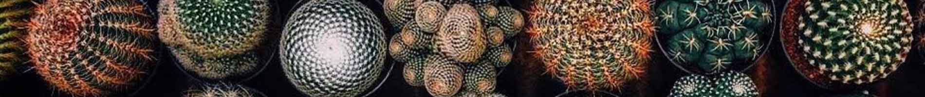 Headers Gallery 1188 Nrw Abs Fractal Cacti