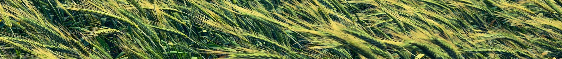 Headers Gallery 958 Nrw Nat Field Barley