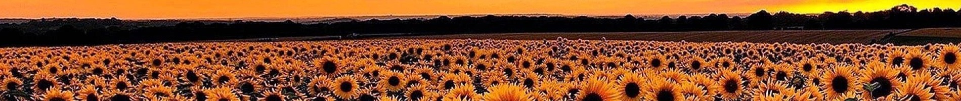 Headers Gallery 954 Nrw Nat Field Sunflower